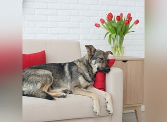 Liebevolle Olivka sucht ihren platz