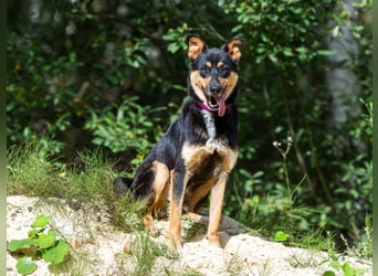 Gesellige Lexi sucht ihren platz für immer