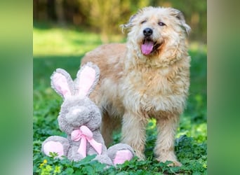 Wer gibt Algerien nochmal eine chance ?!