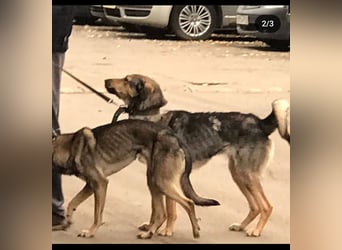 Wunderschöne Musya wartet auf dich