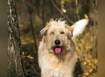 Willie sucht liebevolle menschen