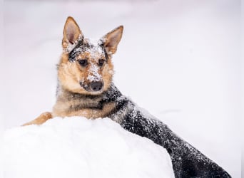 Kann Vishnja dich verzaubern ?!