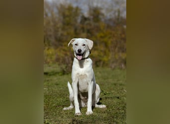 Lilit Taub durch die Welt , aber mit viel Liebe