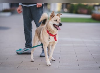 Skye treue seele sucht ....