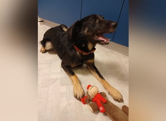 Junger lieber Roni sucht ....