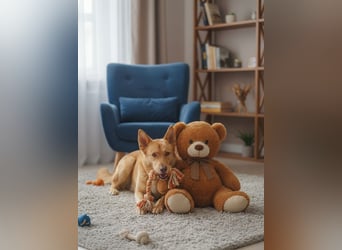 Wunderschöne Vesta sucht ihren platz