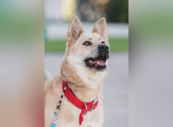 Skye treue seele sucht ....