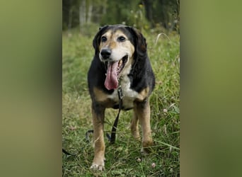 Dania sucht endplatz für immer