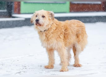 Wer gibt Algerien nochmal eine chance ?!