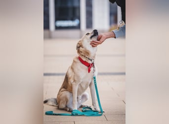 Skye treue seele sucht ....