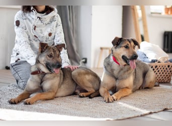 Hübscher Mickey braucht liebe