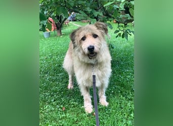 Wer gibt Algerien nochmal eine chance ?!