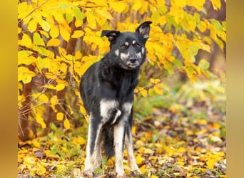 Casey sucht ruhige Familie