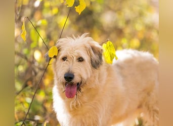 Willie sucht liebevolle menschen