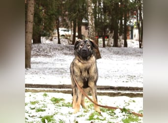 Selbstbewusste Tosya sucht aktive Menschen