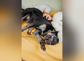 Odin sucht End platz!