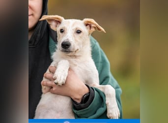 Zuckersüßer Cream sucht warmes Körbchen