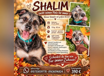 Shalim sucht nun den Platz für immer