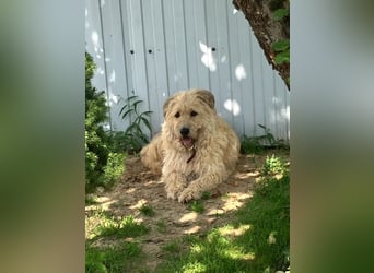 Wer gibt Algerien nochmal eine chance ?!