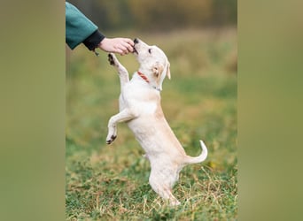 Zuckersüßer Cream sucht warmes Körbchen