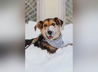 Junger Pluto sucht seine Menschen