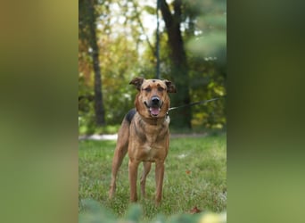 Freundlicher und anhänglicher Grisha sucht Familie