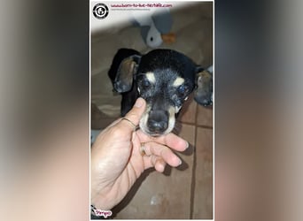 Unser kleines Notfellchen Pimpo sucht liebevolles Zuhause
