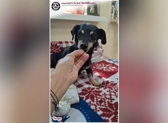 Unser kleines Notfellchen Pimpo sucht liebevolles Zuhause