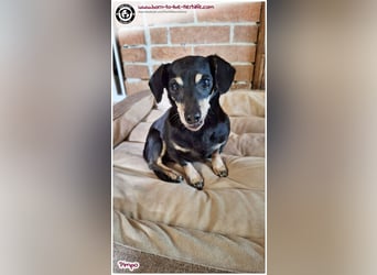 Unser kleines Notfellchen Pimpo sucht liebevolles Zuhause