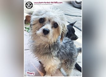 Mega süßer Peppy sucht ein Zuhause