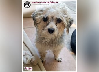 Mega süßer Peppy sucht ein Zuhause