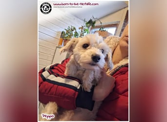 Peppo sucht ein Zuhause