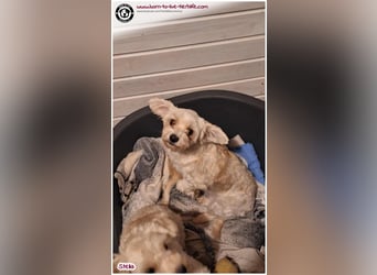 Unsere Stella sucht ein warmes Körbchen für immer