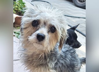 Mega süßer Peppy sucht ein Zuhause