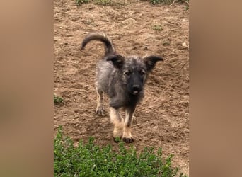 Welpendame OPAL sucht ihre Familie!