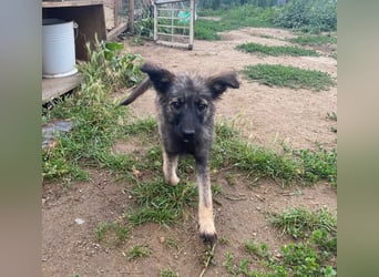 Welpendame OPAL sucht ihre Familie!
