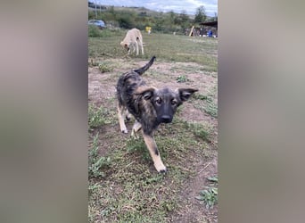Welpendame OPAL sucht ihre Familie!