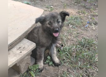 Welpendame OPAL sucht ihre Familie!