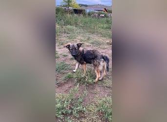 Welpendame OPAL sucht ihre Familie!