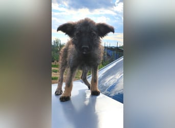 Welpendame OPAL sucht ihre Familie!