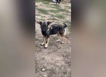 Welpendame OPAL sucht ihre Familie!