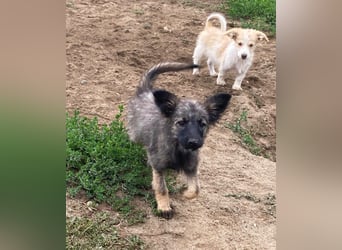 Welpendame OPAL sucht ihre Familie!