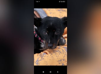 Bekky sucht ihr Für -immer -Zuhause ❤️❤️❤️❤️