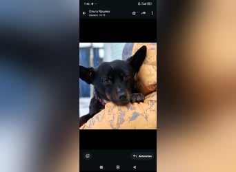 Bekky sucht ihr Für -immer -Zuhause ❤️❤️❤️❤️