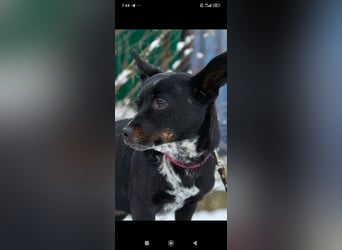 Bekky sucht ihr Für -immer -Zuhause ❤️❤️❤️❤️