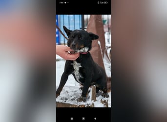 Bekky sucht ihr Für -immer -Zuhause ❤️❤️❤️❤️