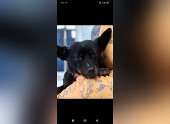 Bekky sucht ihr Für -immer -Zuhause ❤️❤️❤️❤️