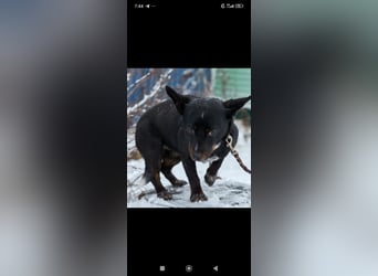 Bekky sucht ihr Für -immer -Zuhause ❤️❤️❤️❤️