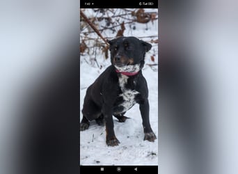 Bekky sucht ihr Für -immer -Zuhause ❤️❤️❤️❤️