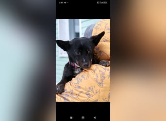 Bekky sucht ihr Für -immer -Zuhause ❤️❤️❤️❤️